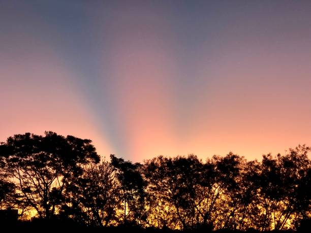 istock Sunset with pink and bluish vor details and tree silhouettes in spring day 1435975391