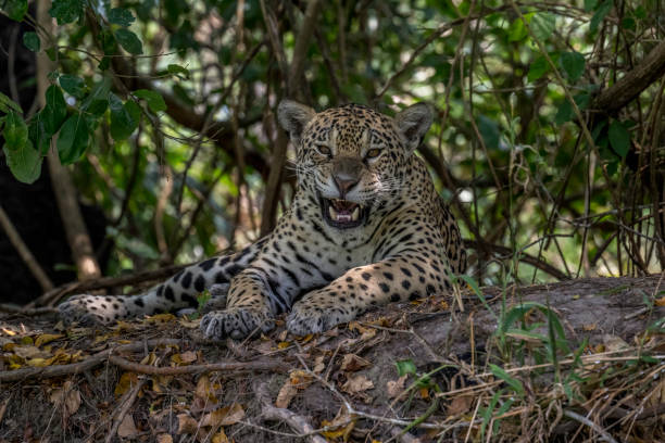 istock Angry Jaguar on a high riverbank - Pantanal 1435976793