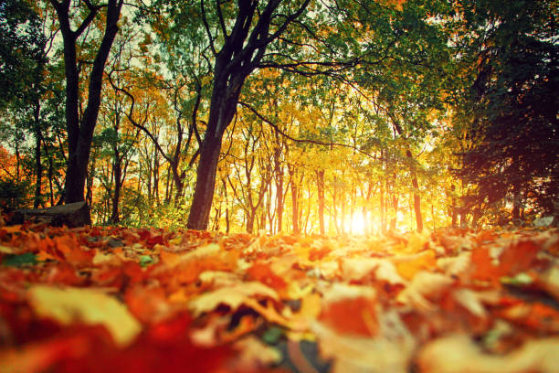 istock Colorful bright leaves falling in autumnal park. 1435977736