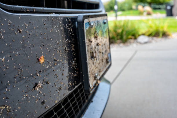 istock Selective focus on dead bugs splattered to the front grill and plates of a vehicle 1435977767