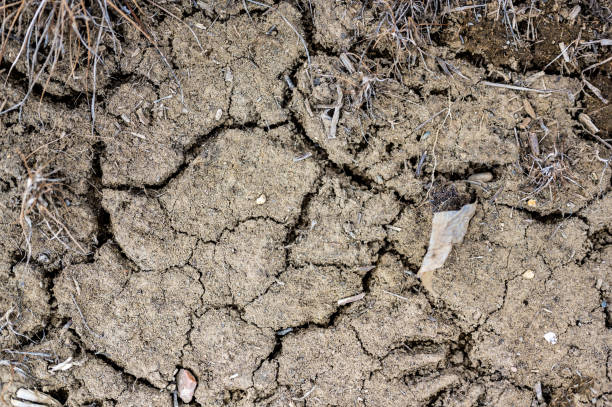 istock cracked and dry top soil in a agricultural corn field experiencing a drought. 1435977881