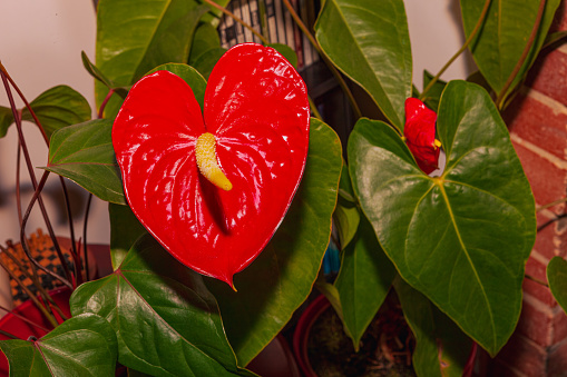 Photo of a large red anthurium for Valentine's Day. Image shot in an indoor setting in natural light.