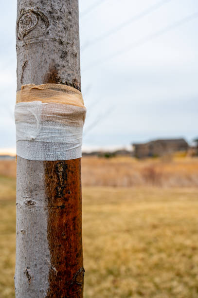 istock Damaged tree with sap weeping down the bark and a protective bandage wrap 1435978163