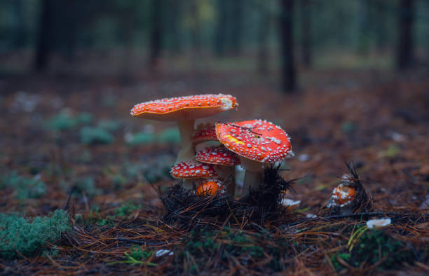 primo piano del muscarius agarico della mosca rossa sullo sfondo di una foresta autunnale in una mattina piovosa - fungus mushroom autumn fly agaric mushroom foto e immagini stock