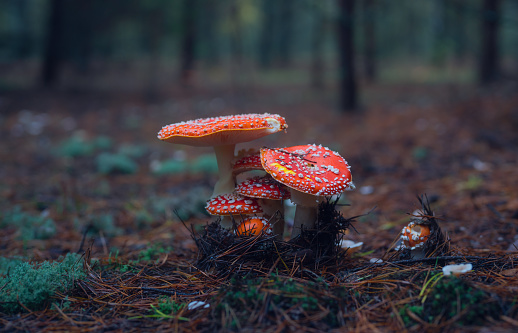 Close-up of red fly agaric muscarius against the background of an autumn forest on a rainy morning