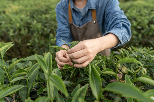 eine landarbeiterin inspizierte den teeanbau im teegarten - tea crop picking agriculture women stock-fotos und bilder