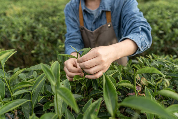 работница фермы осмотрела рост чая в чайном саду - tea crop picking women agriculture стоковые фото и изображения