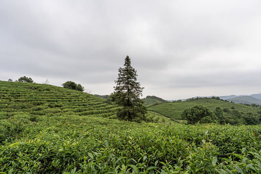 Tea trees in the tea garden after rain