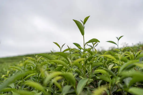 Photo of Close up of tea in the tea garden