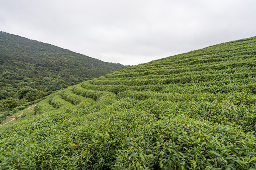 Tea trees in a cloudy tea garden