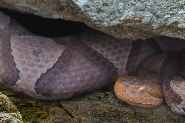 Free picture: zoology, reptile, wildlife, snake, venom, animal, viper ...