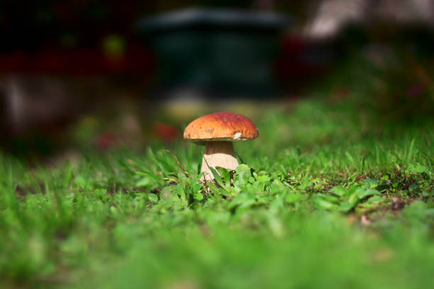 a mushroom with a brown cap shines through the grass