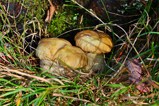 two young boletus, (boletcae) (in the lawn - it was replanted), in the moss of a forest