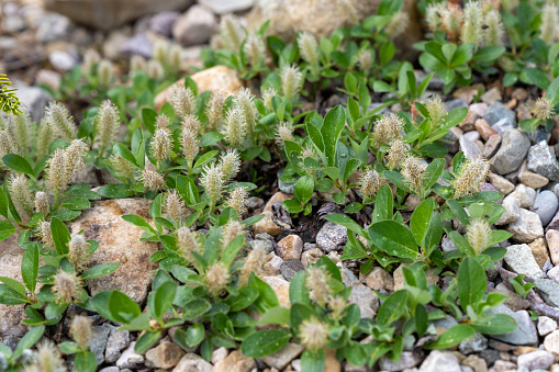 Sedum 'Atlantis' in London, England