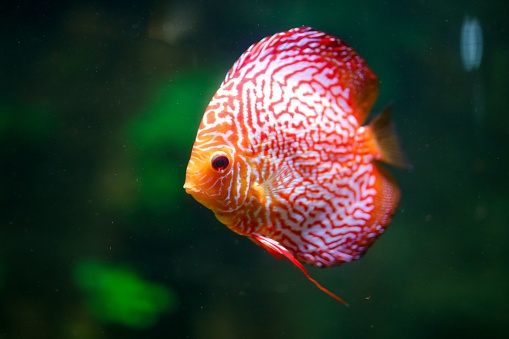 A closeup shot of a Red Discus fish under water with green background