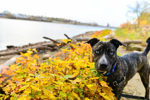 Puppy Dog and Fall Colors in Minneapolis Minnesota Along Riverfront