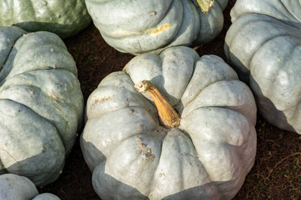 istock White pumpkins in the sunshine at a pumpkin patch 1435989122