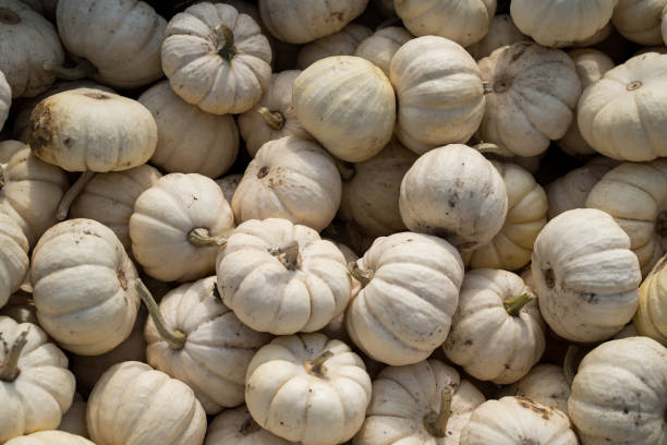 istock Pile of white mini pumpkins at a pumpkin patch in fall 1435990167