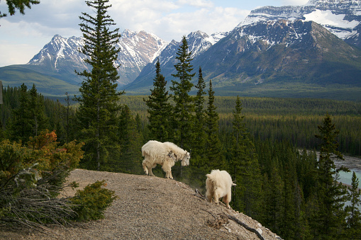 Two mountain goats on a hillside with a valley and snowcapped mountains in the background.