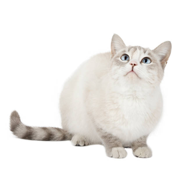 istock gray cat with blue eyes sits and looks up isolated 1435993218
