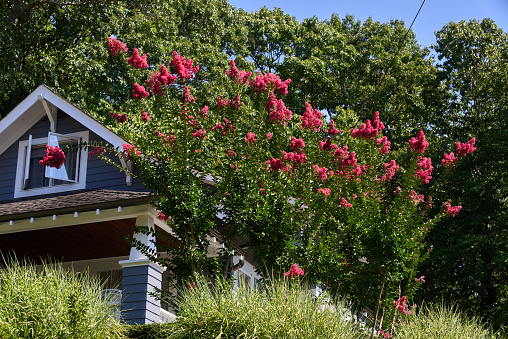 Halesite, NY USA - Aug 19, 2022: Dramatic stems of Red Crape Myrtle in front of a grey bungalow style home with porch in the summer. In the background are trees and clear blue sky