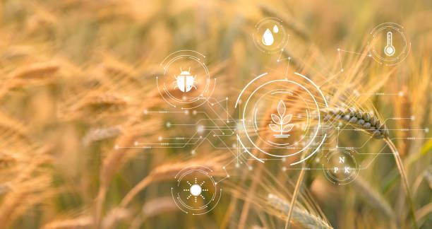 istock Smart farming concept. Farmer with technology digital tablet on background of wheat field. Professional farmers use internet of things (IOT) computers system to manage farms. agriculture modern idea. 1435994870