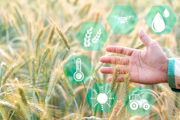 istock Smart farming concept. Farmer with technology digital tablet on background of wheat field. Professional farmers use internet of things (IOT) computers system to manage farms. agriculture modern idea. 1435994941