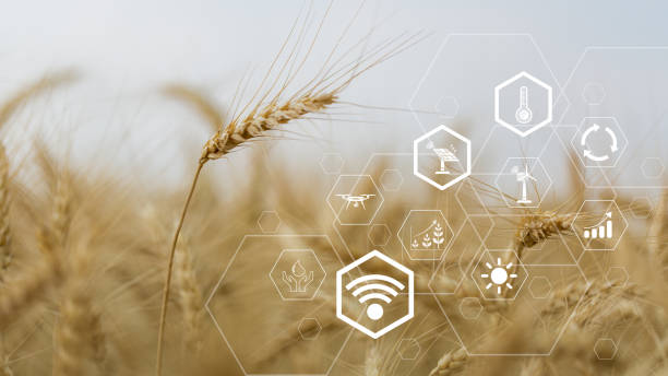 Smart farming concept. Farmer with technology digital tablet on background of wheat field. Professional farmers use internet of things (IOT) computers system to manage farms. agriculture modern idea. concepto de agricultura inteligente. agricultor con tecnología tableta digital en el fondo del campo de trigo. los agricultores profesionales utilizan el sistema informático de internet de las cosas (iot) para administrar las granjas. agricultura idea mo