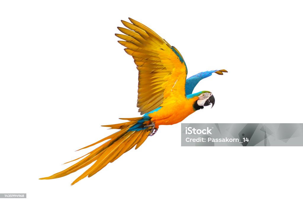 Parrot Colorful Blue and gold macaw flying isolated on white background. Animal Stock Photo