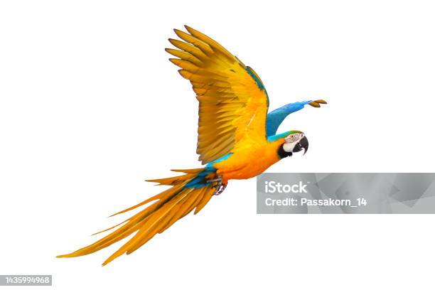 Parrot Stock Photo - Download Image Now - Animal, Animal Body Part, Animal Wildlife