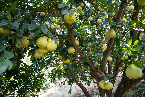 Bunches of fresh yellow ripe lemons with green leaves on blurred background with copy space. Lemon is species of small evergreen tree.