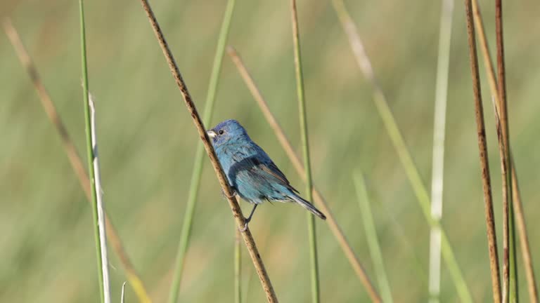 Indigo Bunting, Mexico