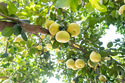 On the branch of a tree with green leaves grow ripe peach fruits