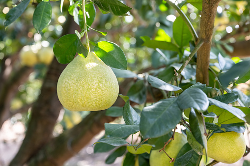 Pomelo citrus tree with ripe and green fruits on the branches