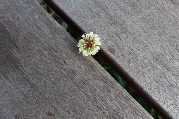 I was surprised at the vigor of a single shamrock flower with its head sticking out on a shady wooden deck.