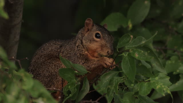 Fox squirrel, Texas