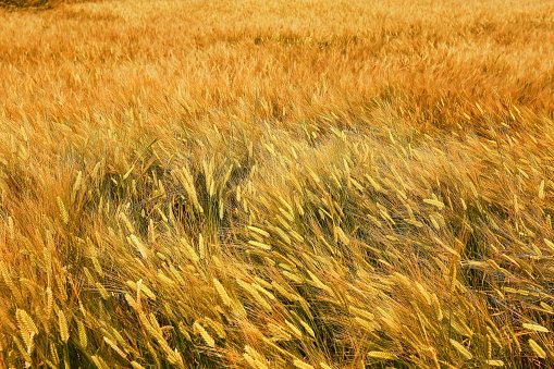 It is a landscape of barley fields that become beautiful golden sunsets in Jeju Island in May.