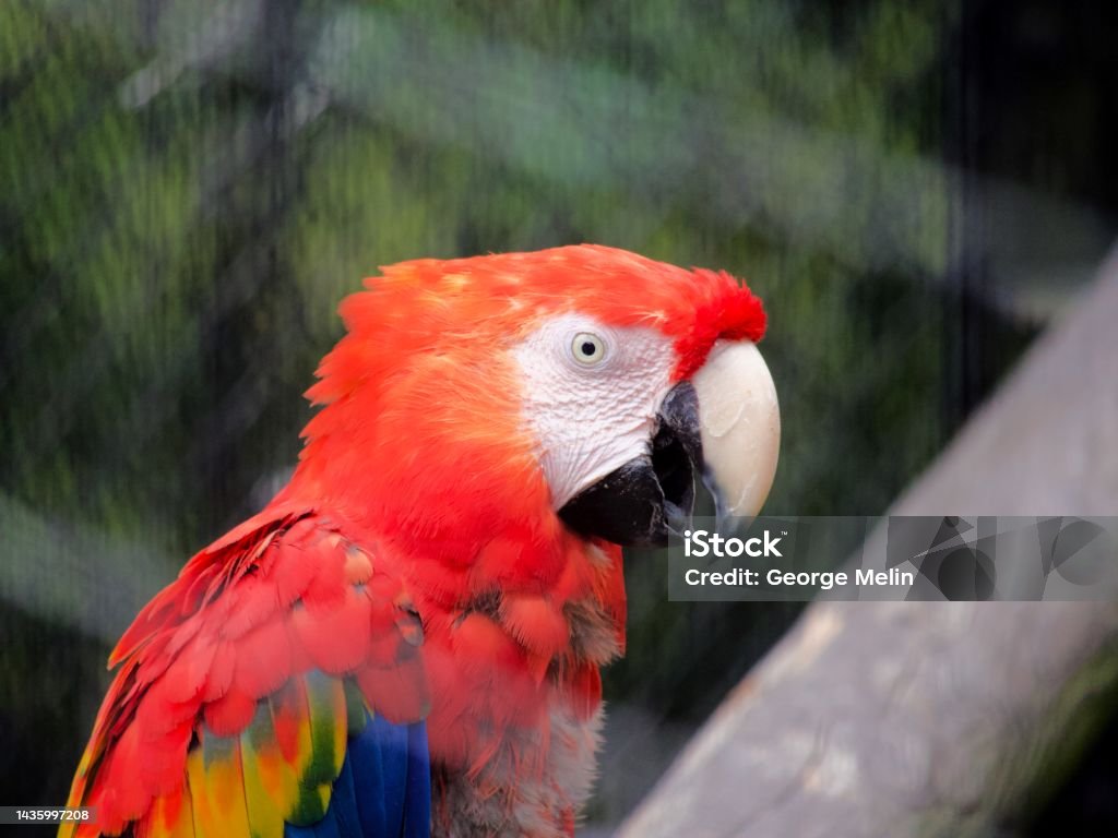 Parrot caw Colorful red parrot with mouth open making caw sound. Animal Stock Photo