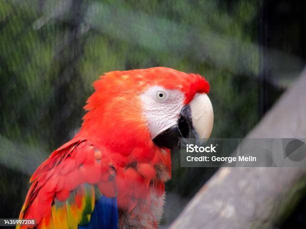 Parrot Caw Stock Photo - Download Image Now - Animal, Animal Body Part, Animal Call