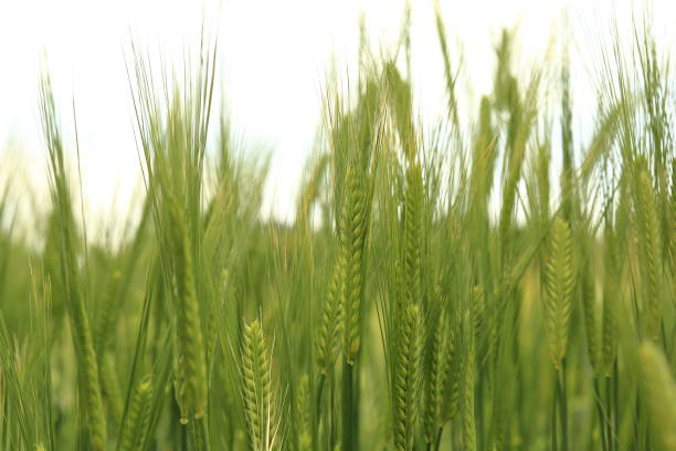 istock Green barley that becomes more vivid when spring comes 1435997310