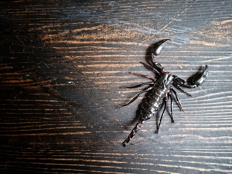 Scorpions are poisonous and dangerous creatures. on the wooden floor