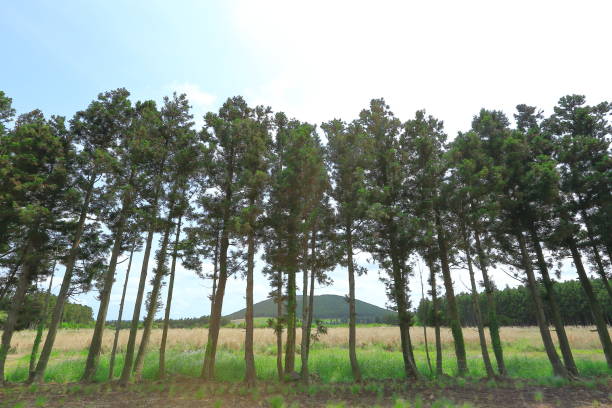istock Photo line with cedar forest in the background 1435997402