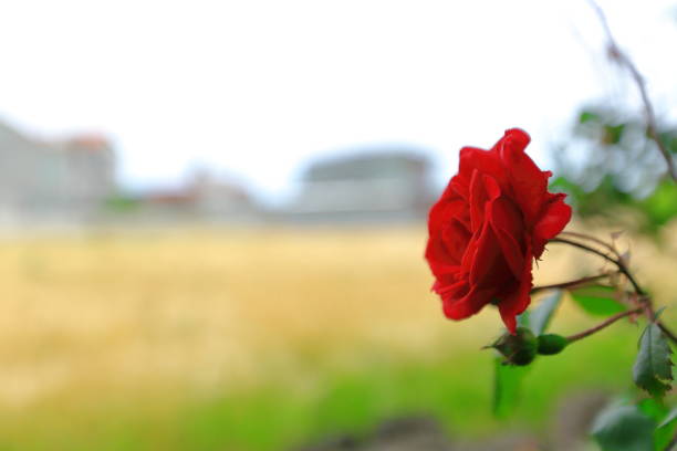 It is a beautiful red rose that bloomed next to a walking path in a neighborhood in Jeju Island.