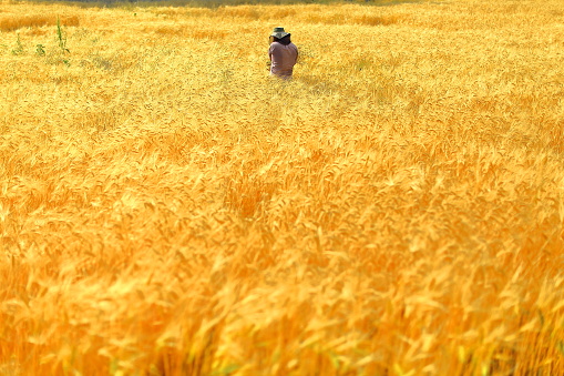 It is a landscape of barley fields that become beautiful golden sunsets in Jeju Island in May.
