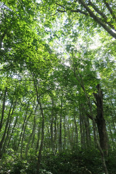 istock Mountain in Nagano, Japan 1435998060