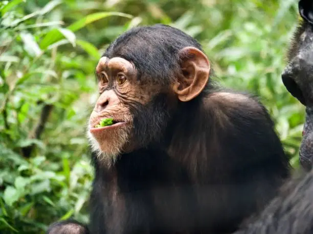 Young chimpanzee eating green vegetable against green grass.