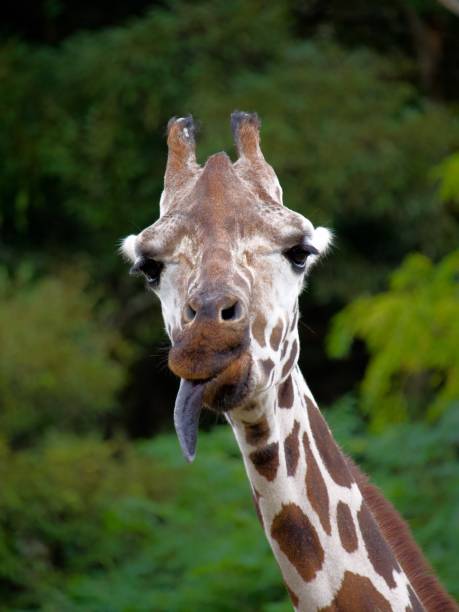giraffenzunge - animal animal neck cute safari animals stock-fotos und bilder