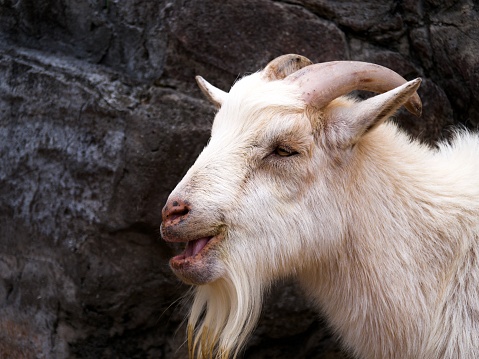 Old goat with moth open with teeth hidden by lips against a stone background.