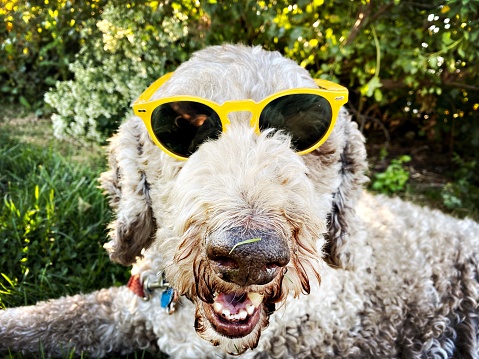 Labradoodle with Sunglasses
