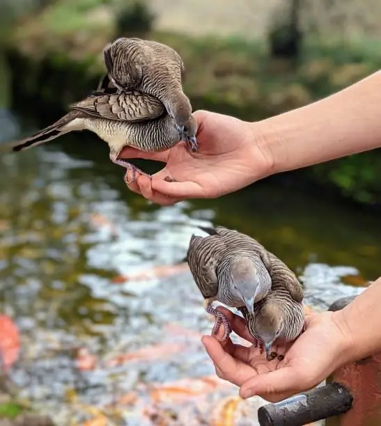 Photo of Turtle Doves